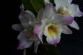 Dendrobium IMG_3855 Storczyk